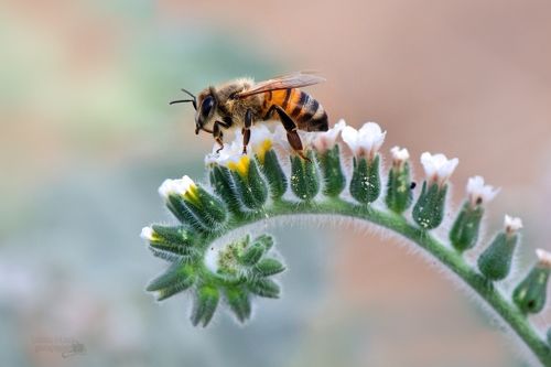 Ночевала пчёлка золотая...
