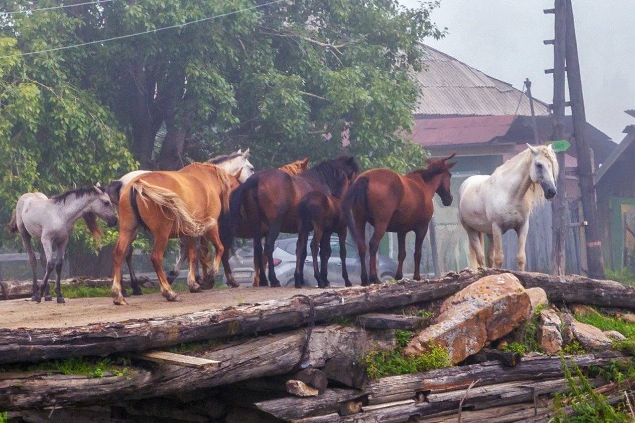 тюлюк, лошади, кони, Сергей Евдокимов