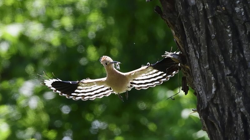птицы birds Upupa epops фото превью