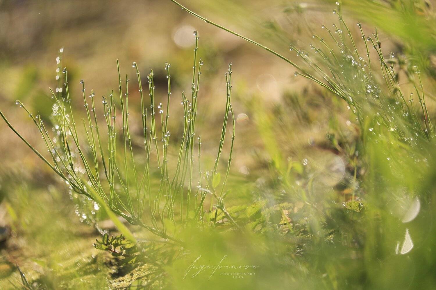 утренняя роса, Инга Иванова