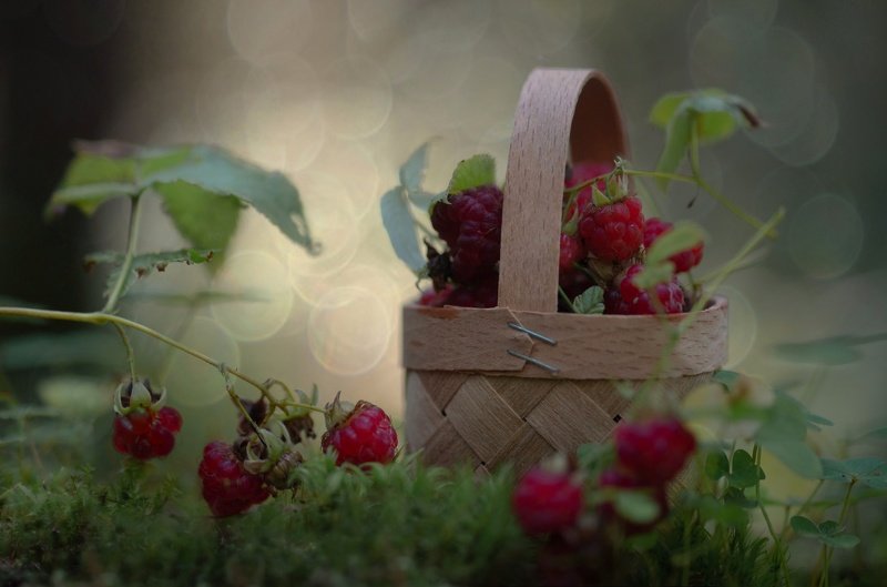 Уютный лес... фото превью