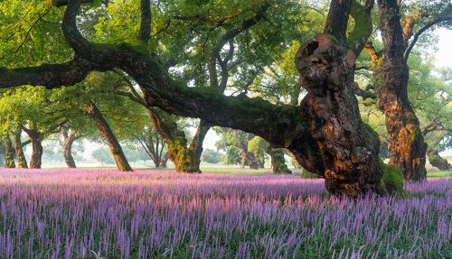 Old trees and purple carpets