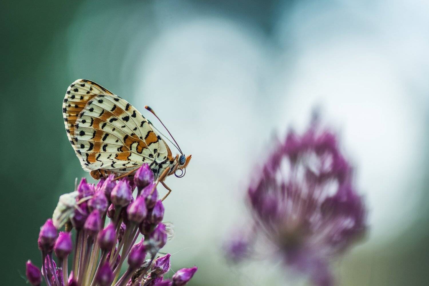 , Роман Зайцев