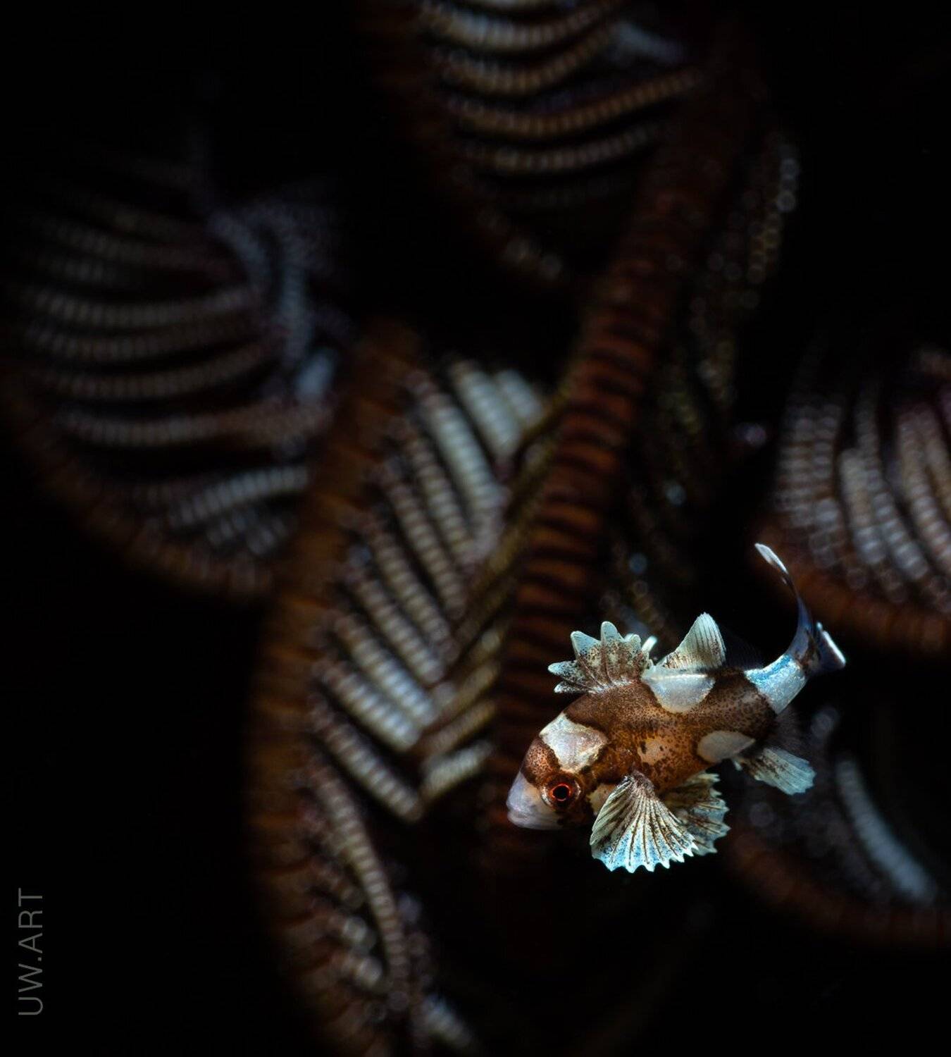 , Андрей Савин