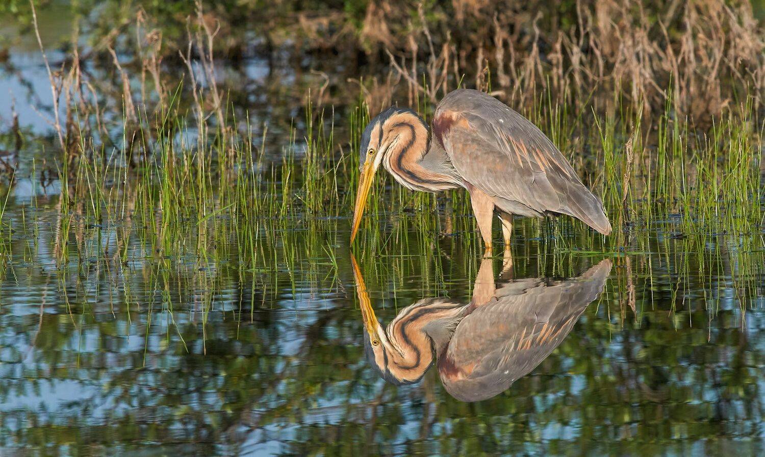 , Калин Ботев