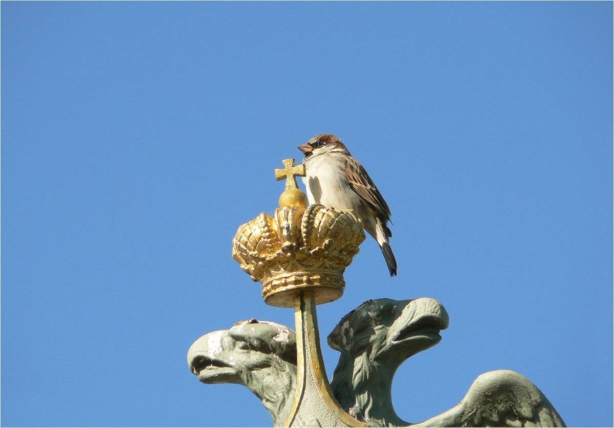 воробей, КарОл