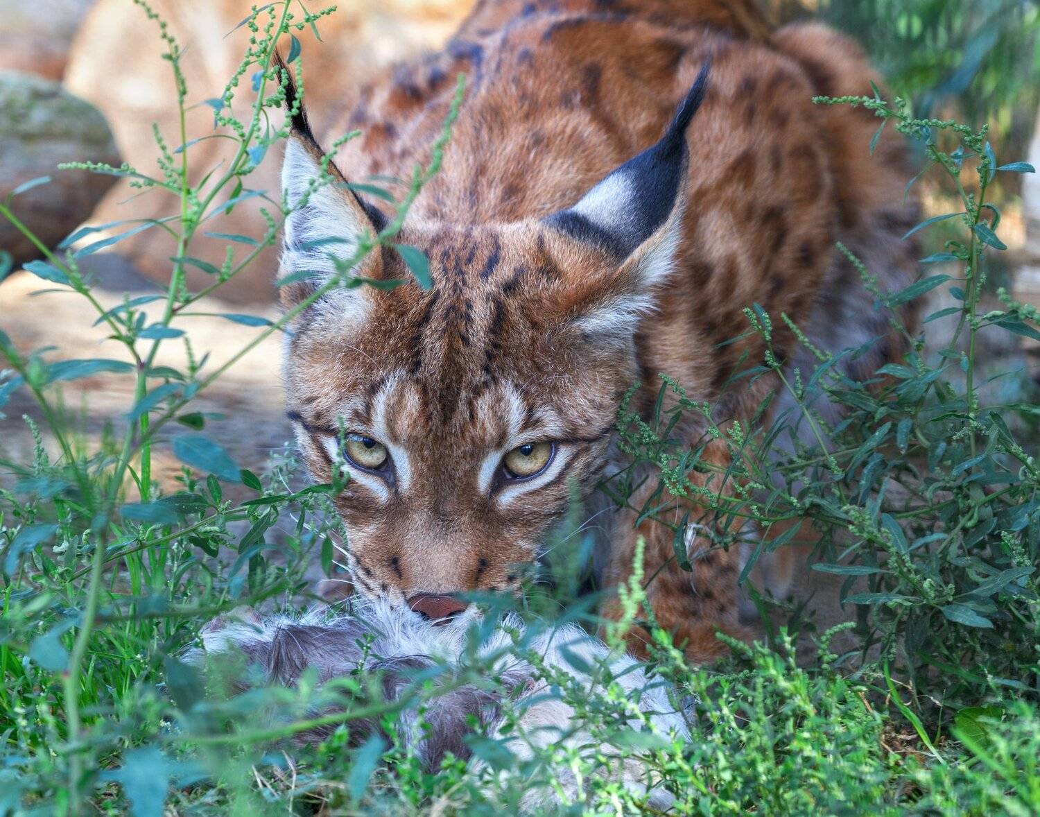 , Олег Богданов