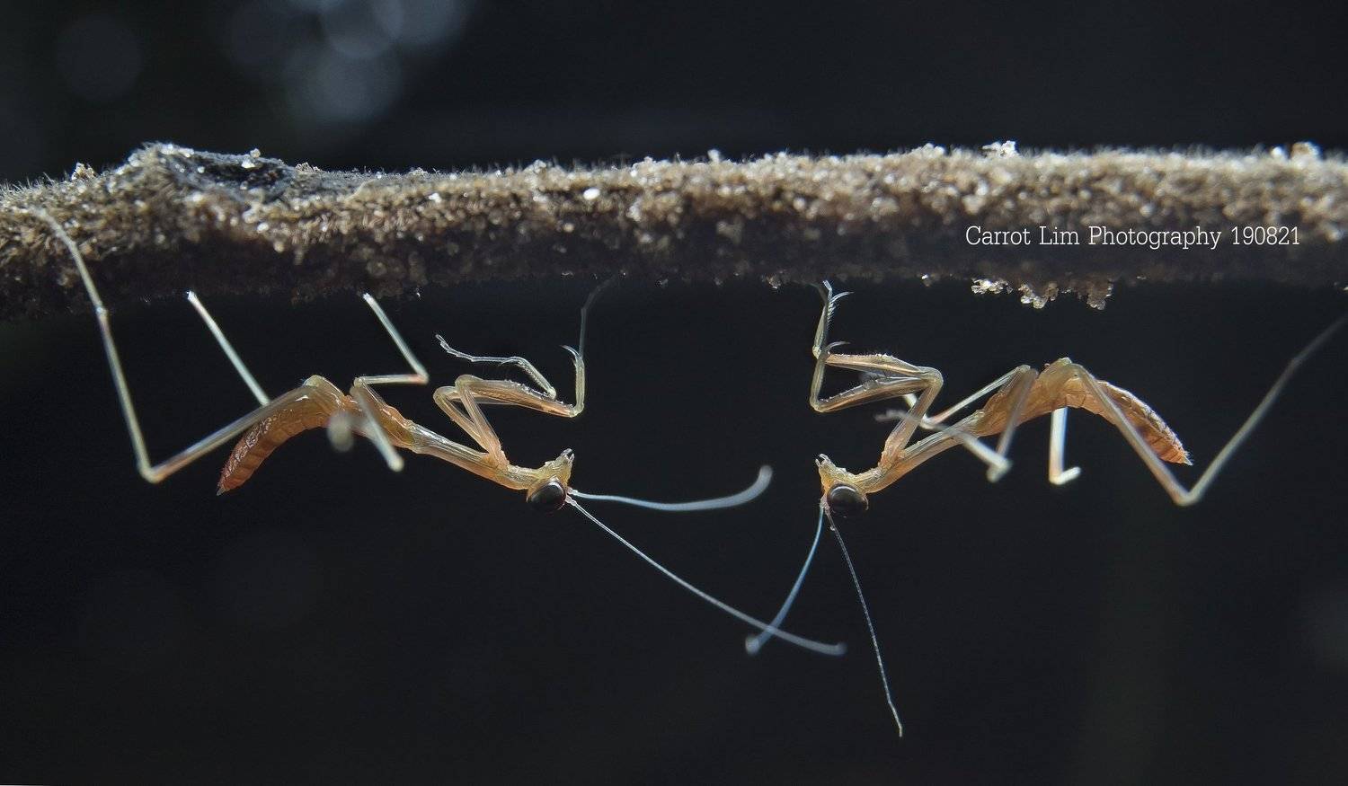 #macro#mantis#colors, Choo How Lim