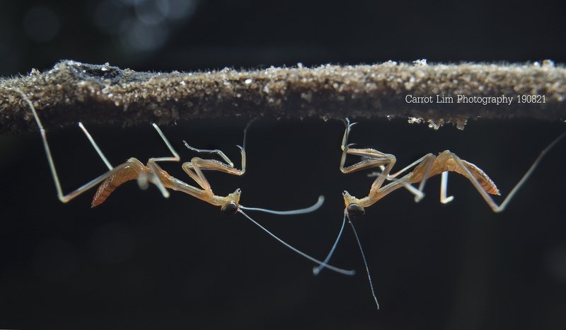 #macro#mantis#colors Nice To Met You ! фото превью