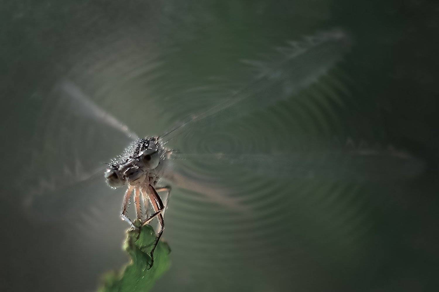 , Воинкова Ирина