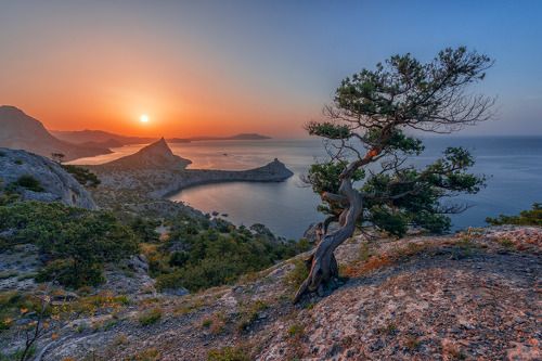 Деревья Крыма.