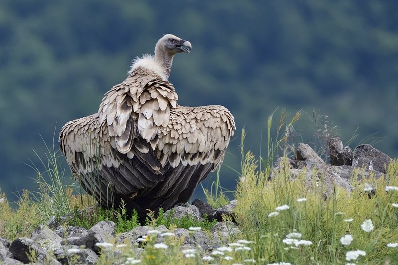 птицы birds Griffon vulture фото превью