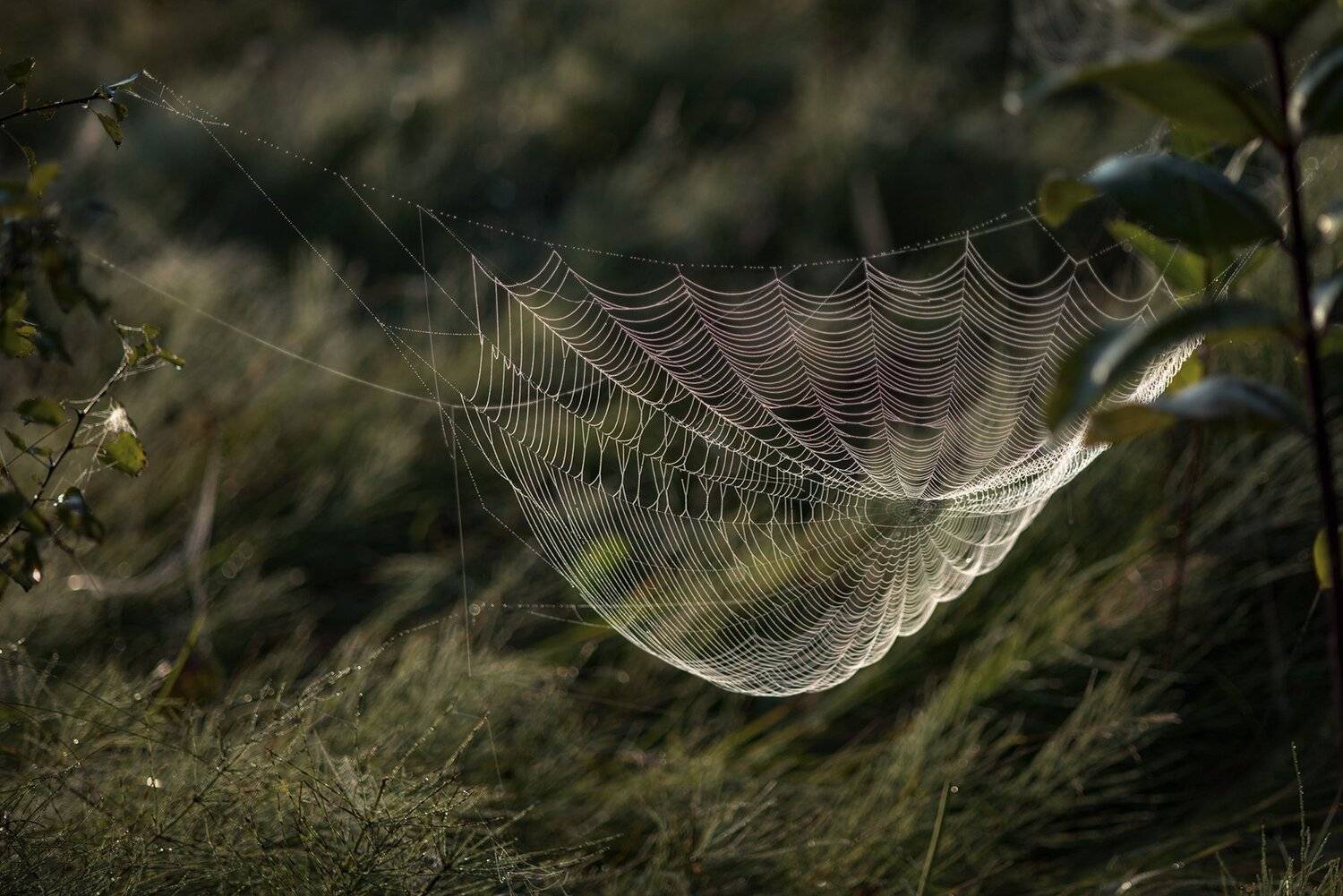 , Юрий Юрьев