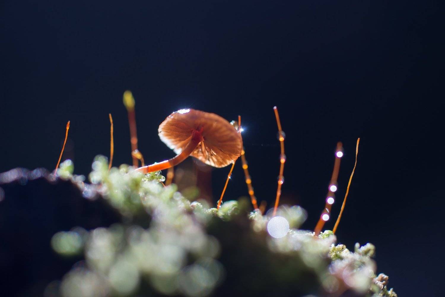 грибок, роса, бокешки, солнце, лес, природа, Татьяна Пименкова