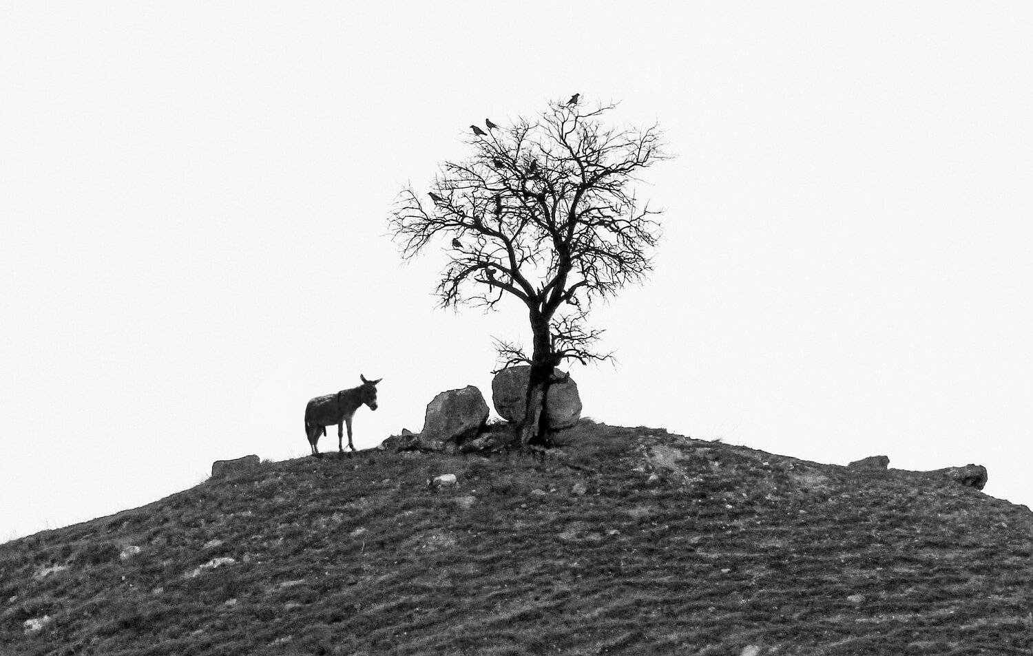 горы,асёл,птицы,вороны,дерево., Marat Magov