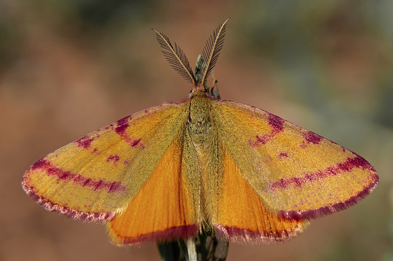 macro,butterfly,freedom,photography,colors,dreams,peace,art,life,passion, FREEDOM 1 фото превью