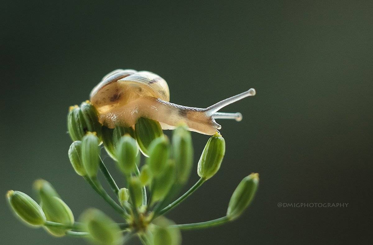 макро, природа, растение, улитка, лето, макромир, макрофотография, гелиос44_2, lovemacro, , Дмитрий Гусалов