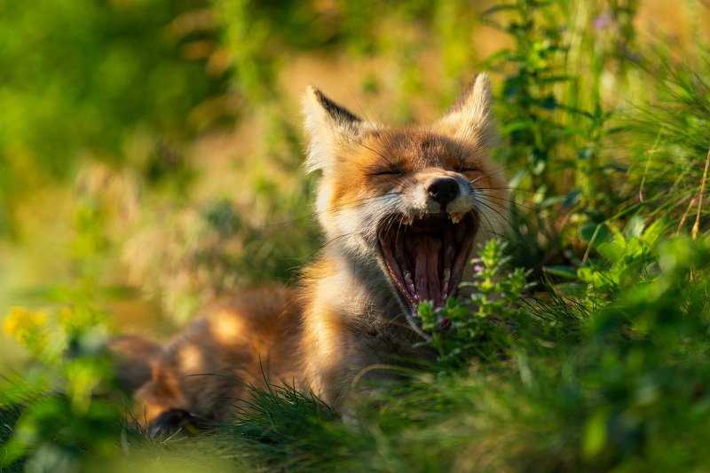 лиса, лисёнок, животные, природа, анималистика, nature, wildlife, fox, vulpes Ещё 5 минуточек... фото превью