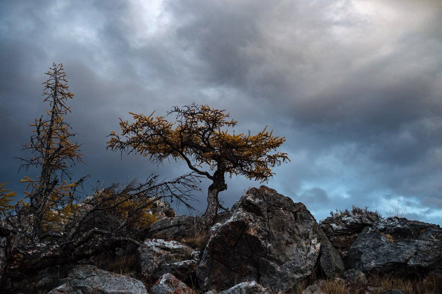 горы, сибирь, алтай, горный алтай, утро, дерево, лиственница, ник васильев, сумерки, тревога, Николай Васильев