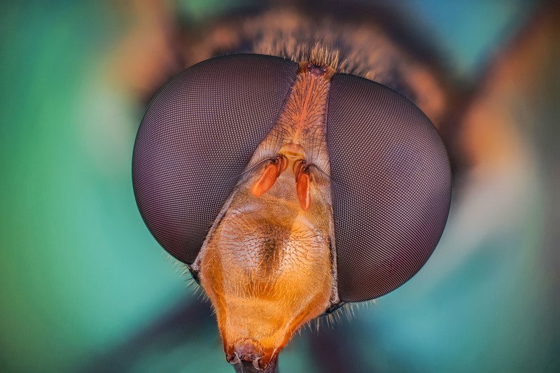 макро портрет фото превью