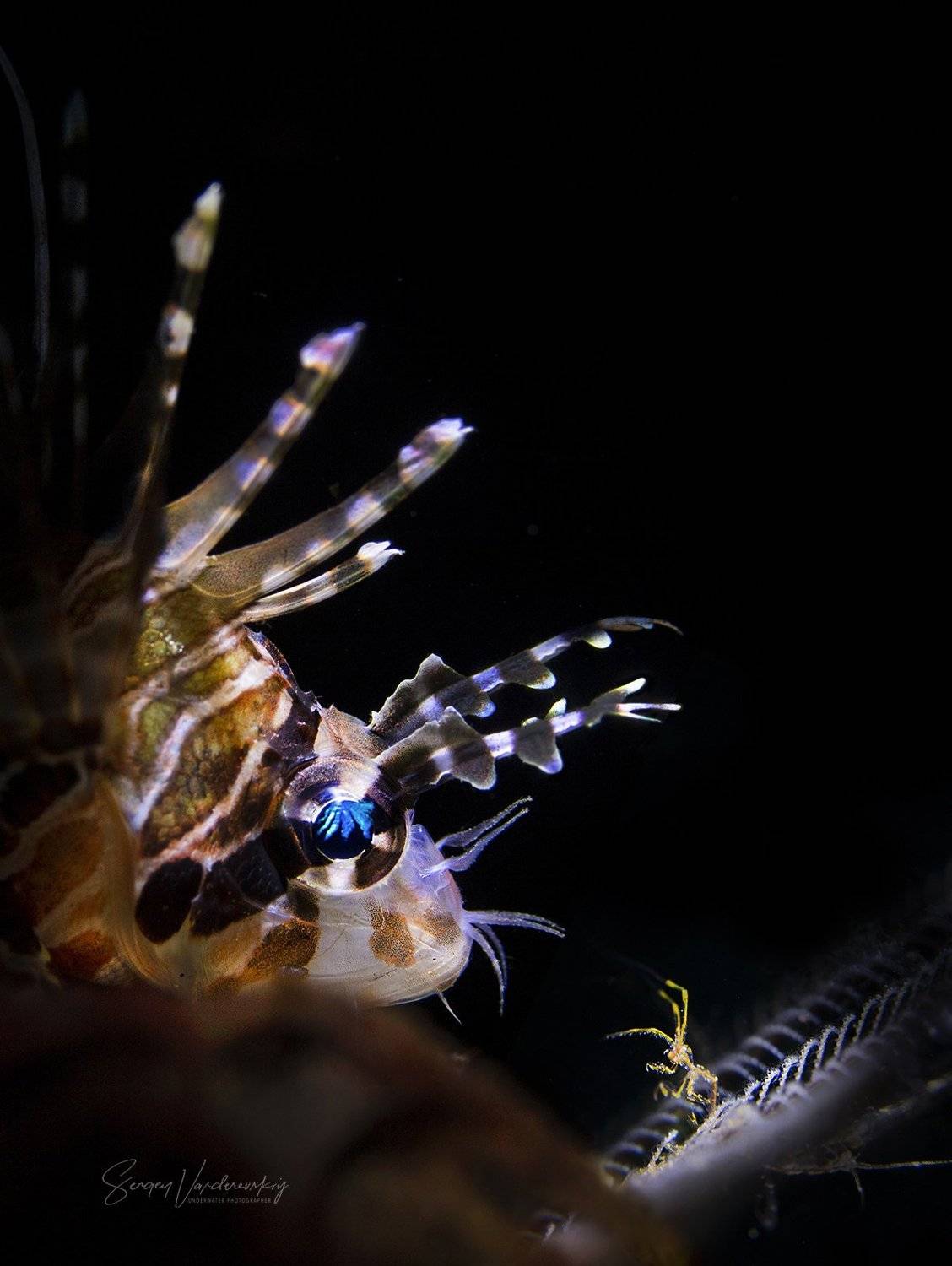 , Sergey Verderevskiy