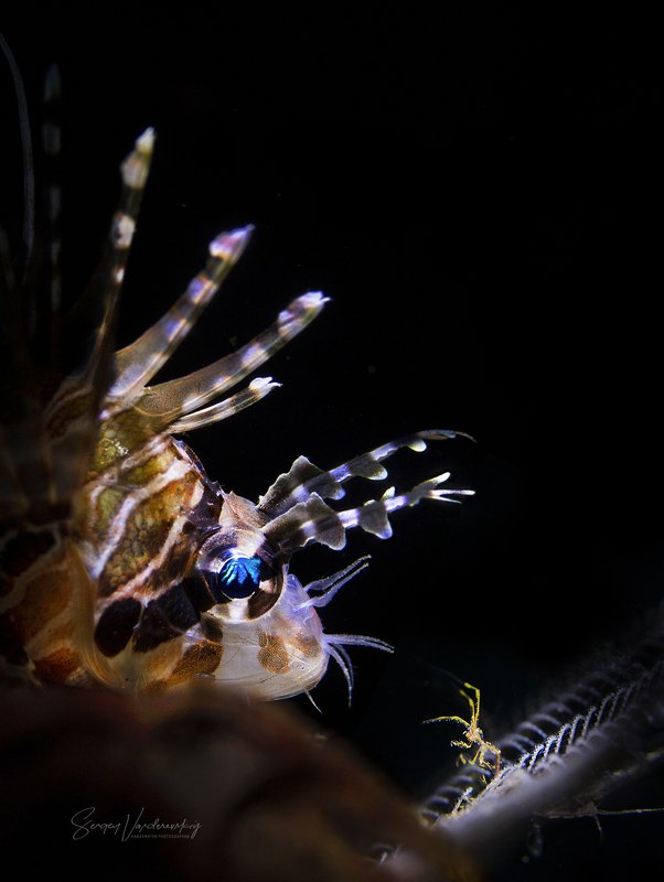 Ты Кто!? фото превью