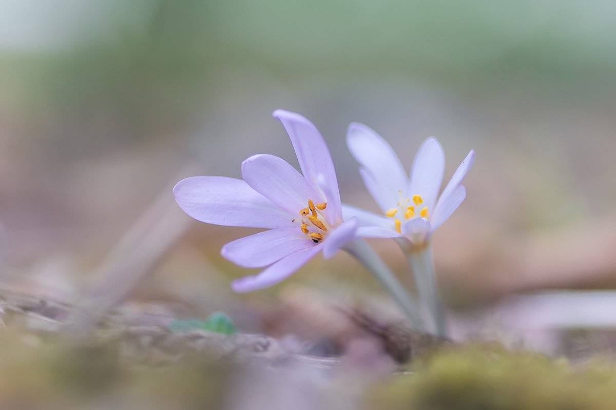 , Александр Земляной