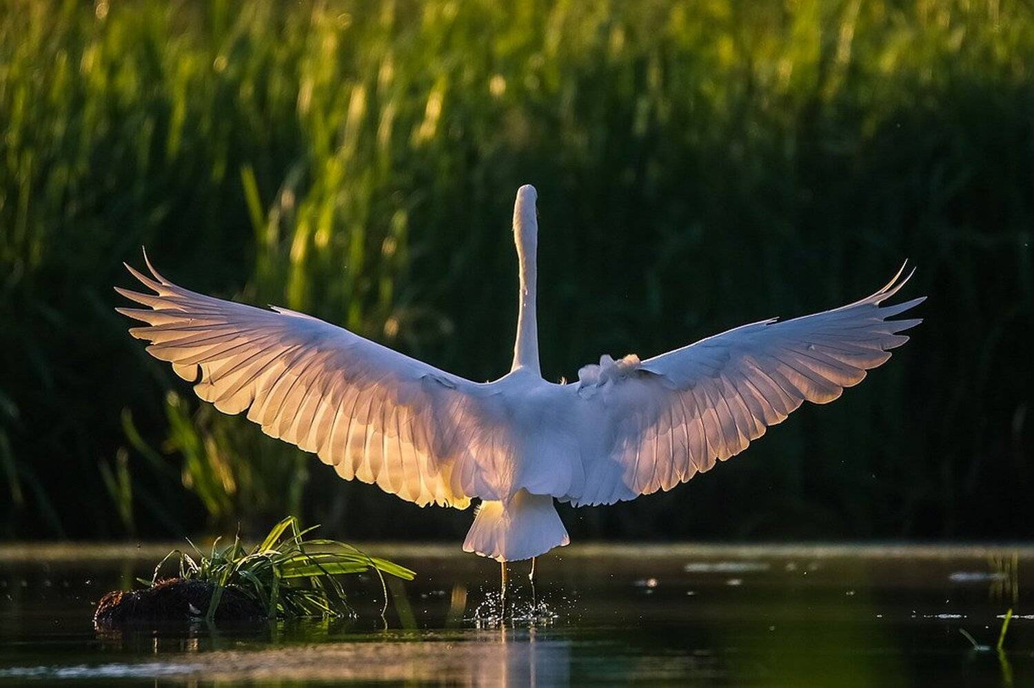 , Вячеслав Мищенко
