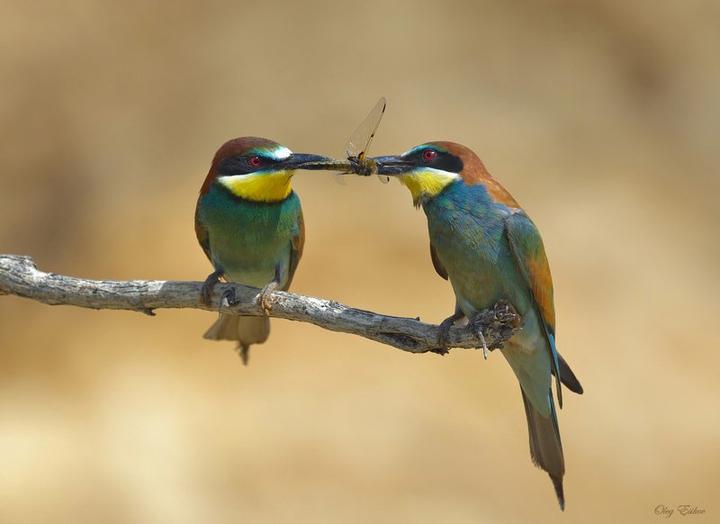 птицы, золотистая щурка К вопросу о том, что все мужики сво... фото превью