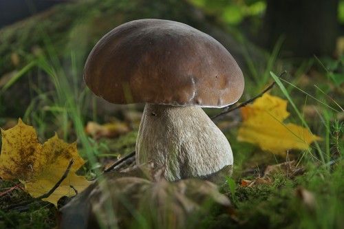 В моём саду
