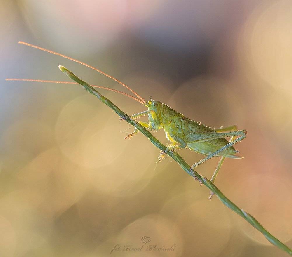 , Pawel Plucinski