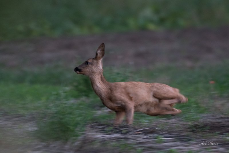 roe;animal;wildlife;chevreuil; Prendre ses jambes à son cou ! фото превью