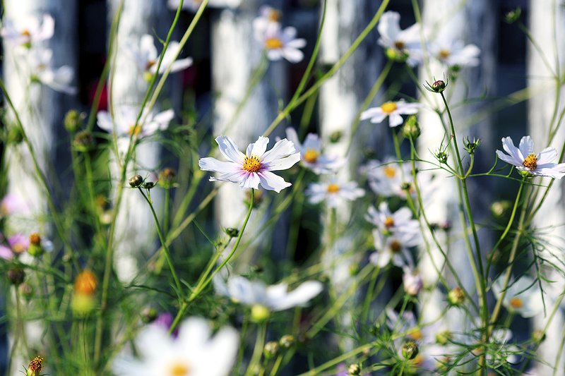 Деревенские истории фото превью