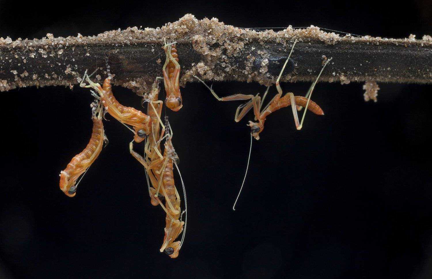 #mantis#macro#colors, Choo How Lim