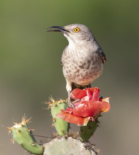 Пятнистый кривоклювый пересмешник - Curve Billed Thrasher