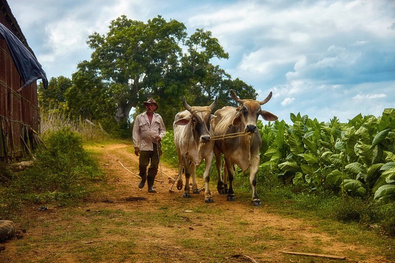 На табачной плантации фото превью