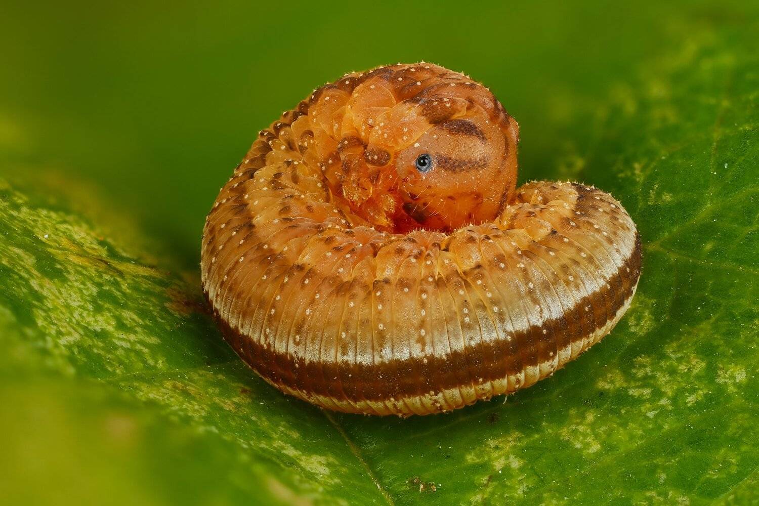 макро зеленый насекомое личинка оранжевый цвет, Андрей Шаповалов