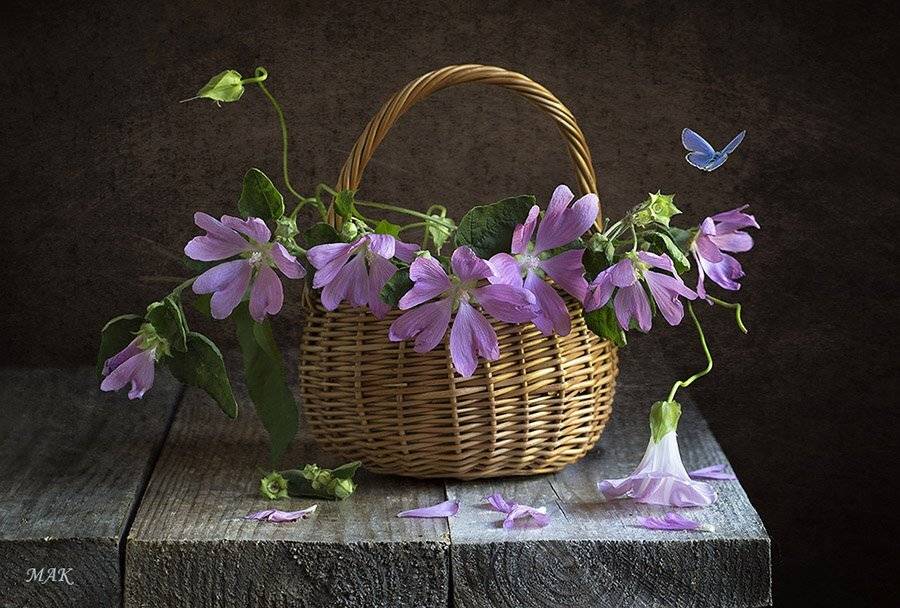 мальва, корзина, бабочка, вьюнок, натюрморт, Марина Кулакова