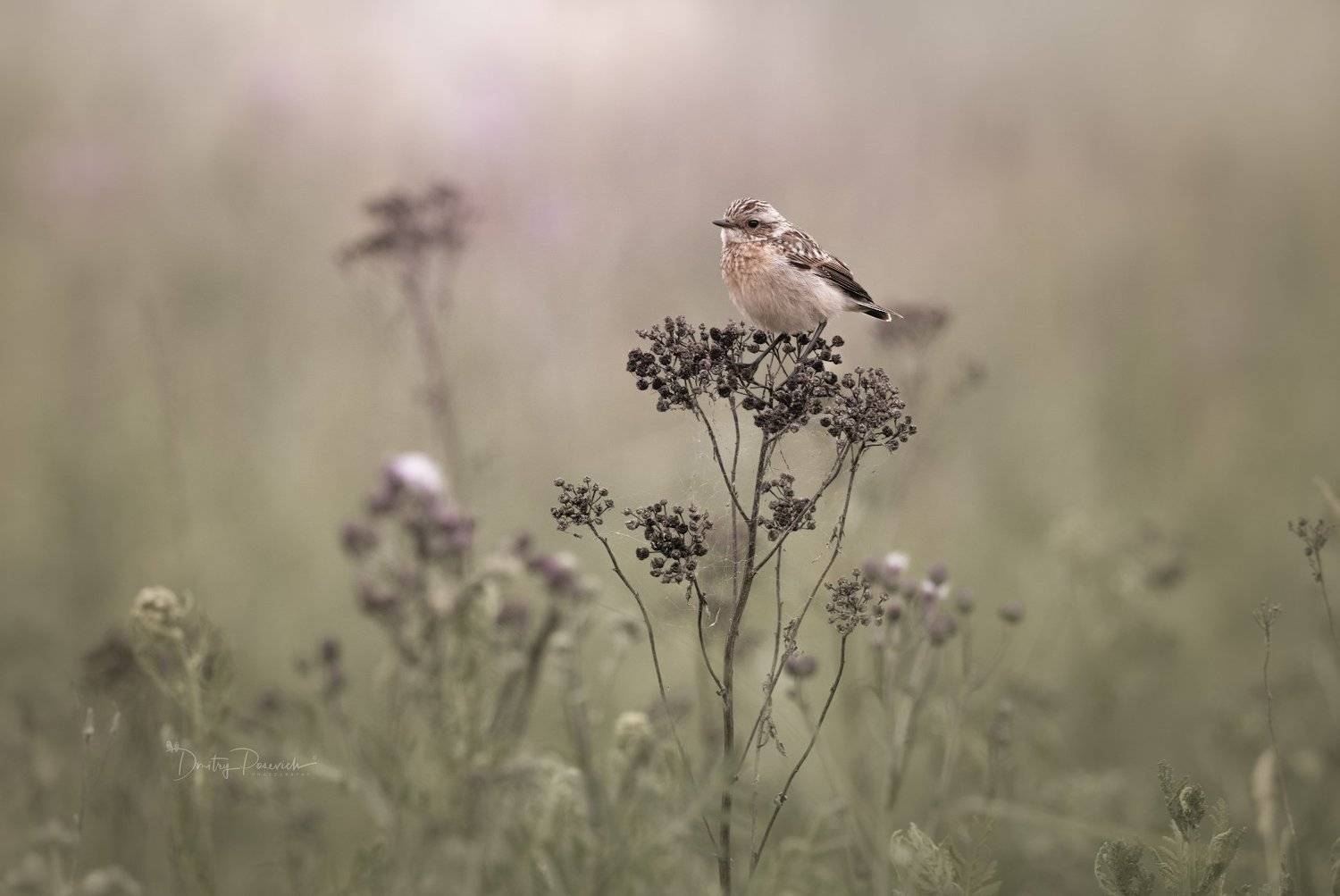природа, лес, животные, птицы, Дмитрий Посевич
