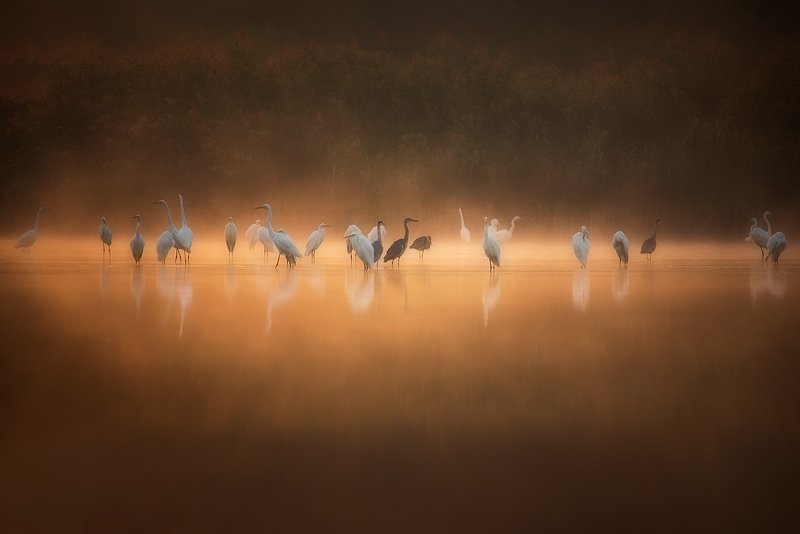 White Herons At Sunrise.. фото превью