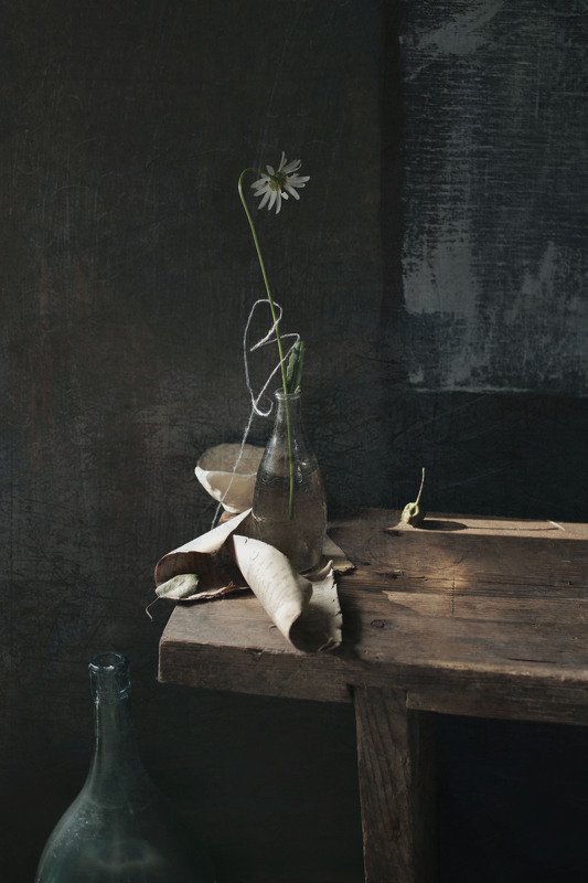 stilllife привет ромашки фото превью