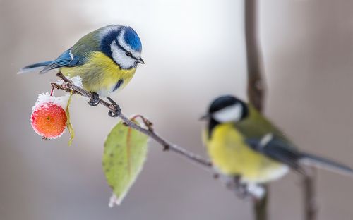 Райское яблочко...одно на двоих.