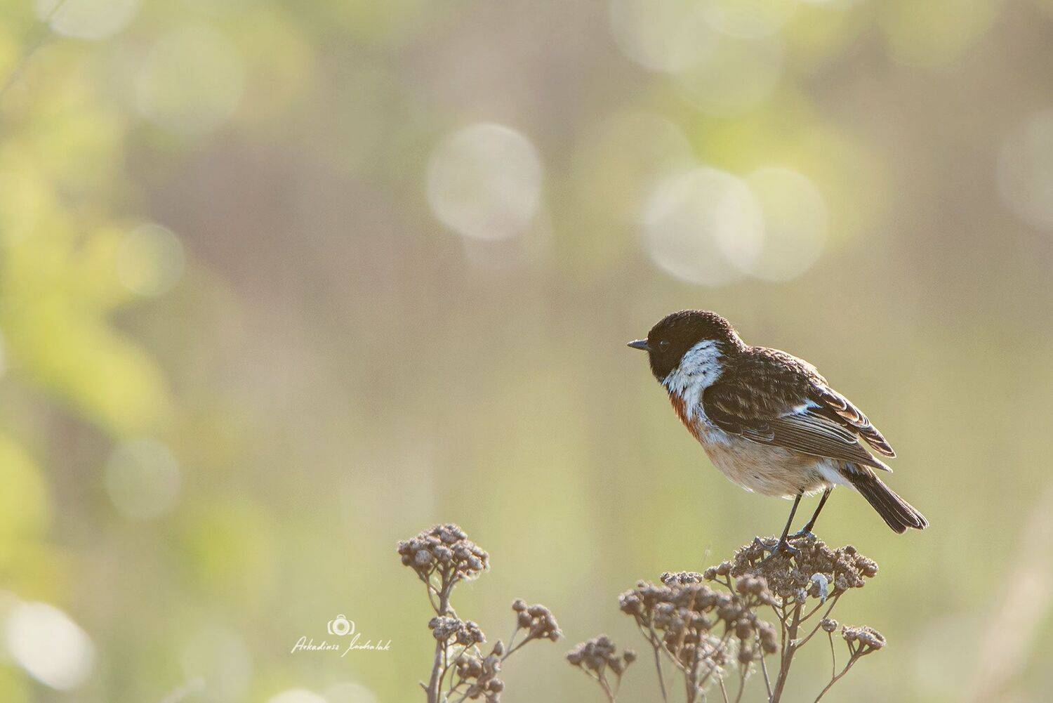 , Arkadiusz Michalak
