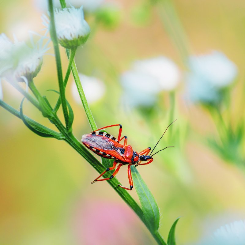 canon 55-250, beautiful, красивый, moment, момент, wildlife, живая, nature, природа, insect, насекомое, beetle, жук, reduviidae, хищнец, Жук с повадками паука. фото превью