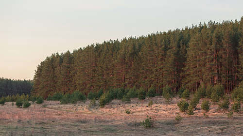 Сосновый бор на закате солнца...