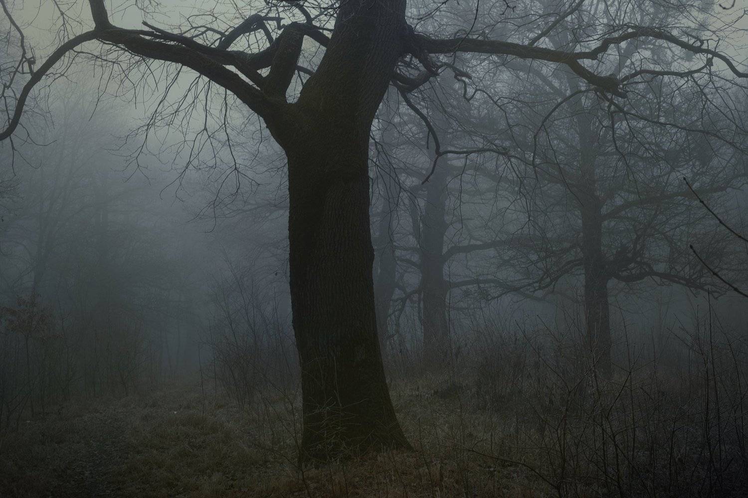 лес туман зима рассвет, Александр Жарников