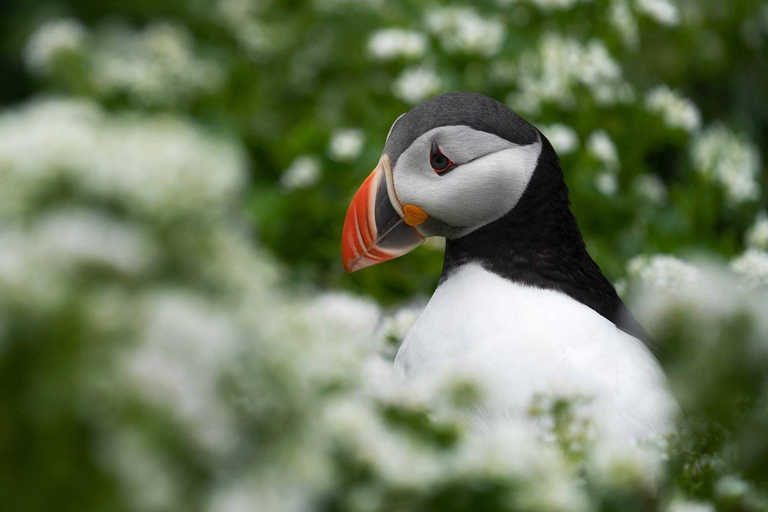 тупик, птицы, животные, природа, puffin, birds, wildlife, nature, Оксана Быстрицкая
