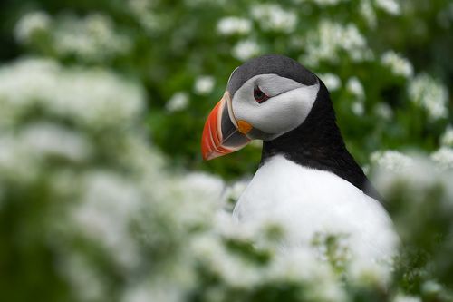 Среди цветов