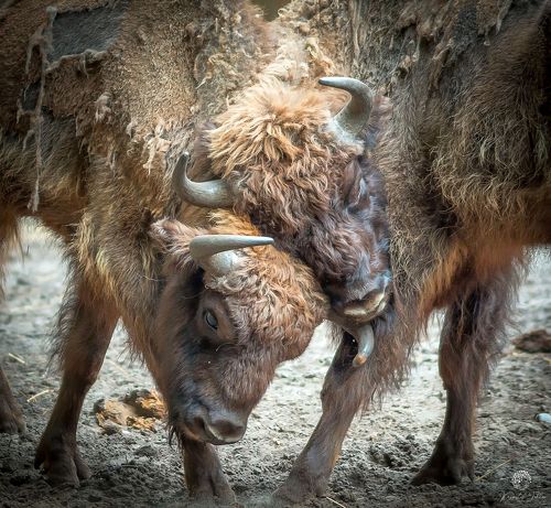 Bison fight