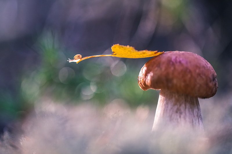 В осень на листке самолете фото превью